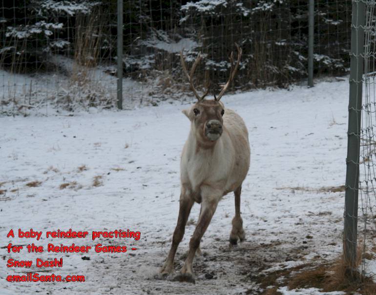 Reindeer Games - Snow Dash!